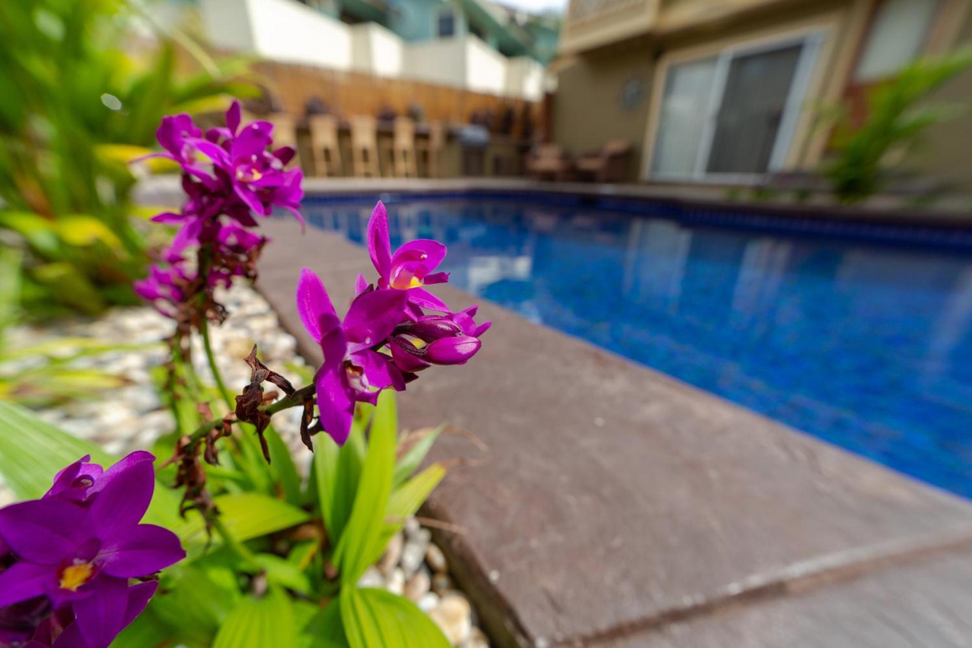 Plumeria Suite, 2-Bedrooms, Sleeps 6, Pool & Bbq, Pre-Renovation Summer Sale Kihei Exteriör bild